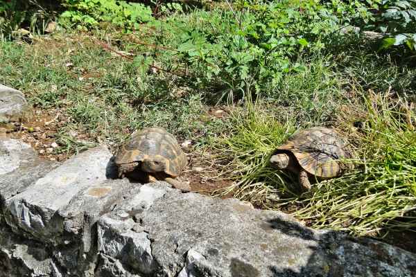 tortoise1